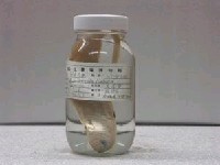 藏品(背點棘赤刀魚)的圖片